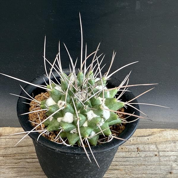 【希少】マミラリアクルシゲラ 国内実生 塊根植物 サボテン Mammillaria crucigera マミラリア クルシゲラ サボテン